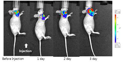 CT26 종양모델을 가진 마우스에 I.v. 방법으로 LCLP-Dox 주입한 마우스의 시간에 따른 광학영상