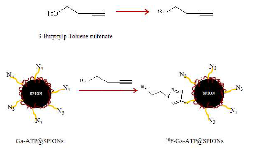 2-Azido-2-deoxy-D-glucose 접합 산화철 나노입자에 click reaction을 이용하여 F-18으로 치환