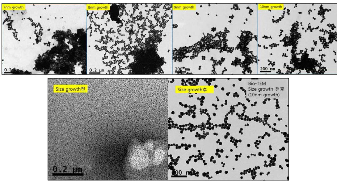 Size growth 후 골드 입자크기 TEM 확인