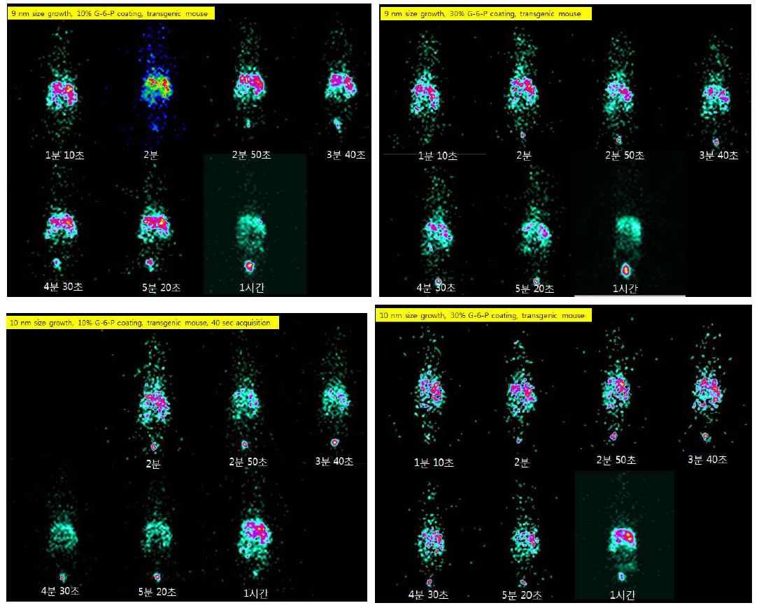 9 또는 10 nm size growth 후에 각각 Glucose-6-phosphate의 농도를 달리 했을때의 Tc-99m 분포영상