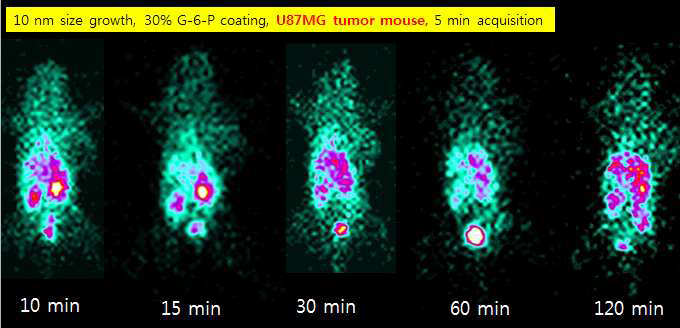 U87MG 종양모델에서의 골드입자의 Tc-99m 분포영상