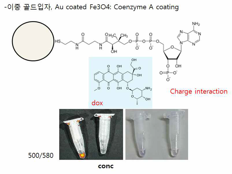 독소루비신을 골드입자에 이온결합으로 로딩하는 분자적 모식도와 IVIS 영상 분석