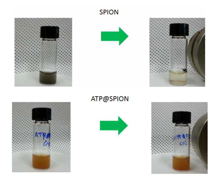 SPION 합성이후 자석을 이용한 분리 현상 사진과 2-Azido-2-deoxy-D-glucose와 ATP를 넣어 제조한 SPION의 분리영상 사진 비교 (ATP를 이용하여 iron nanoparticle을 제조하면 자성에 의한 응집현상이 작아지거나 감소됨)