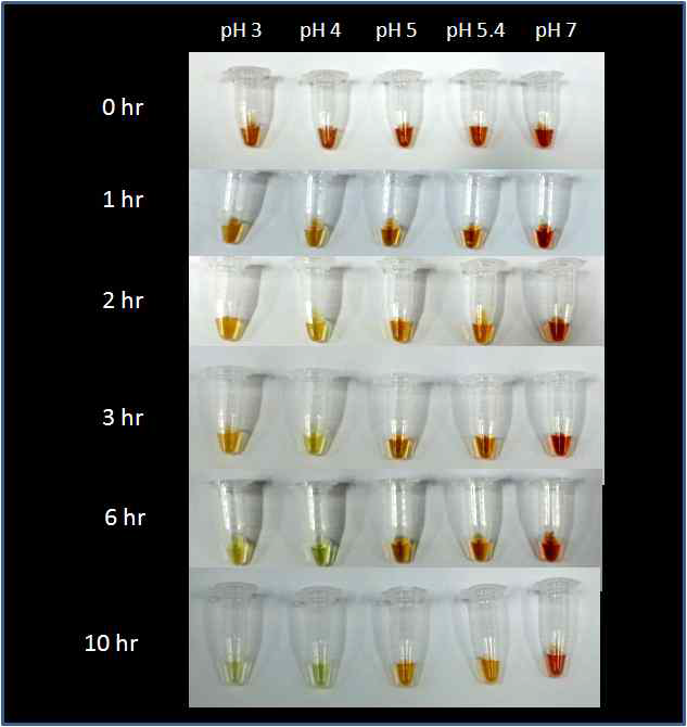 (N3+ATP)@SPION의 in vitro degradation 시험결과