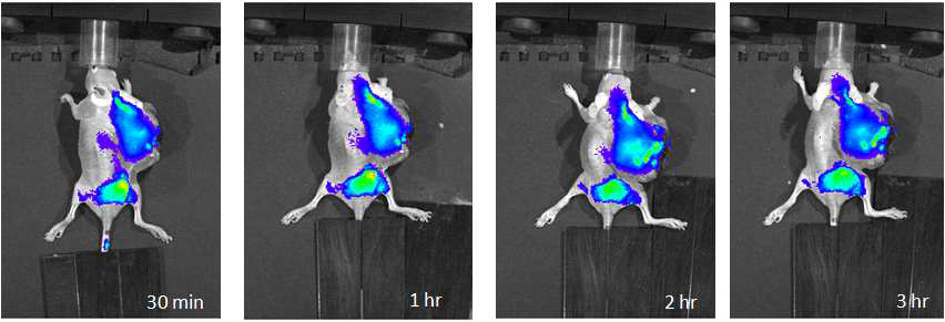 U87MG 종양 모델 마우스에 Cy5.5-RGD-SPION를 tail vein을 통하여 주입 후 시간별로 얻은 IVIS optic image