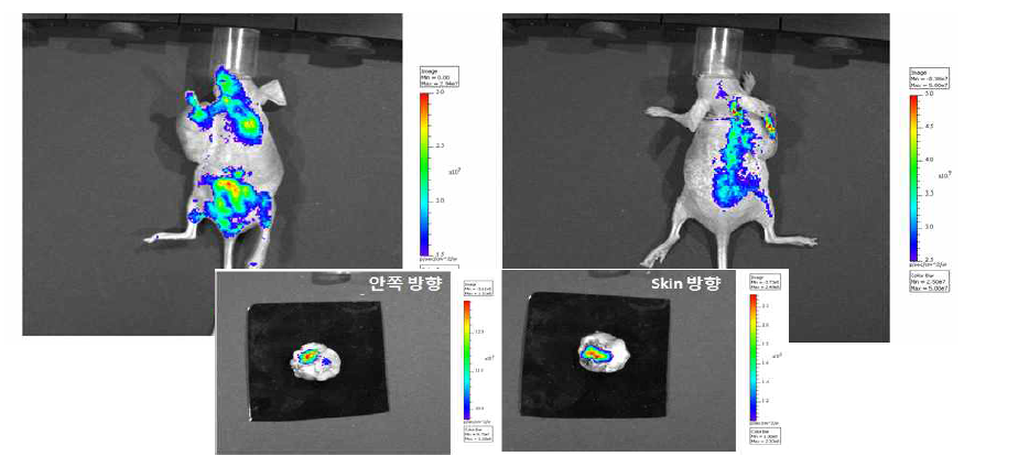 2차 재현성영상: U87MG 종양 모델 마우스의 IVIS optic image.