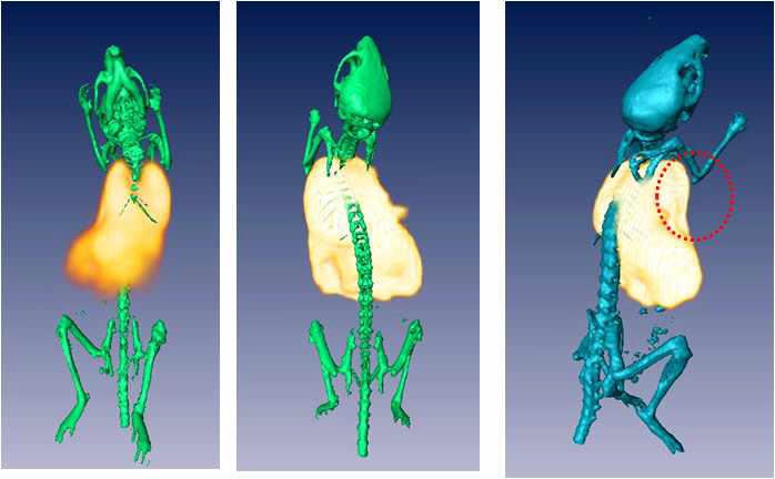 2차 재현실험영상: 주입 후 120분 후에 얻은 PET-CT image. Optic image와 PET-CT image 불일치로 재현성 실험 및 ex-vivo 시행하여 종양에서 uptake를 확인