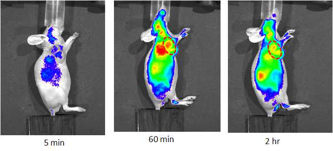 U87MG 종양 모델 마우스에 Cy5.5-RGD-SPION 주입 후 optic image.