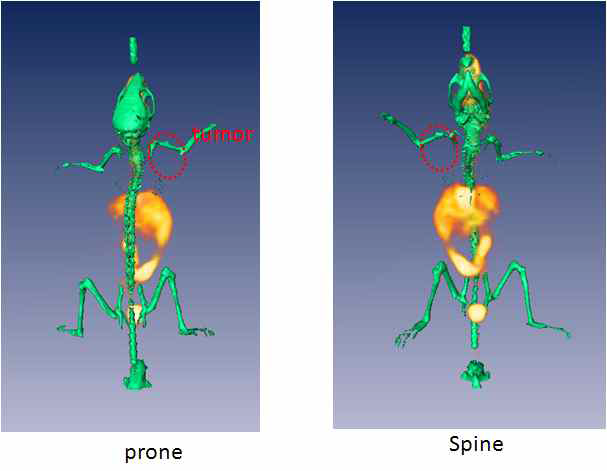 F-18 Cy5.5-RGD-SPION 주입 후 120분 후에 얻은 PET-CT image