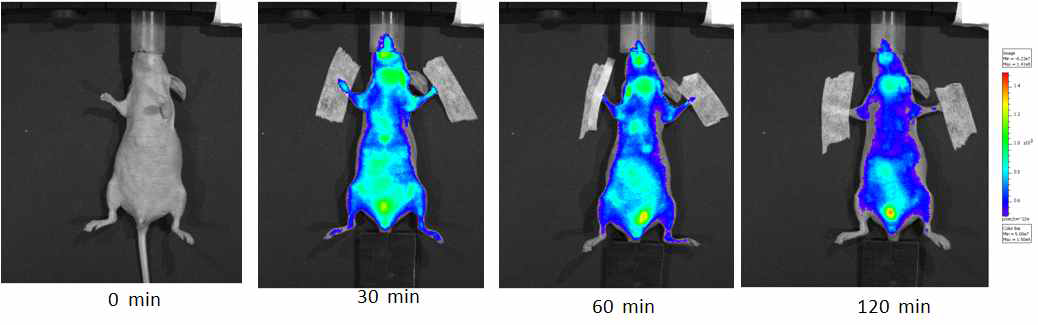 RGD-SPDP-SPION의 normal mouse에서의 생체내 분포 광학 영상