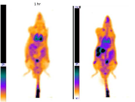 F-18 RGD-SPDP-SPION을 종양마우스에 주사후 PET-CT 영상