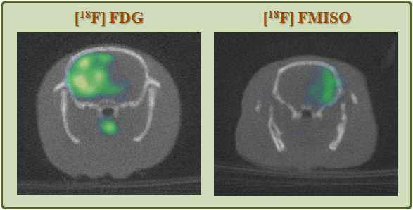 뇌졸중 동물 모델과 F-18-FMISO uptake