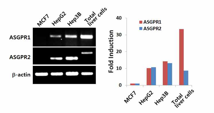 RT-PCR방법을 이용하여 ASGPR 발현양상을 확인