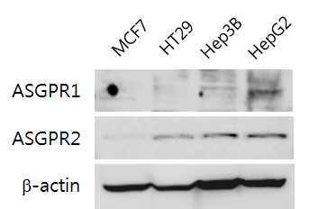 western blot방법을 이용하여 ASGPR1/2 발현양상을 확인