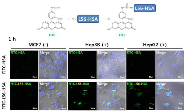 confocal microscopy를 이용한 FITC-L56-HSA의 세포 표적영상