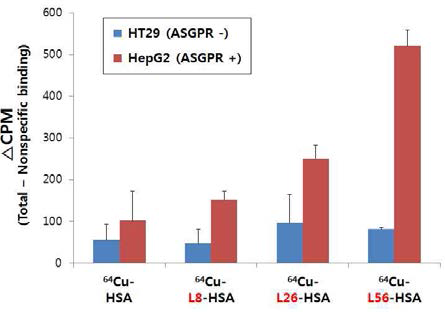 Cu-64 표지된 lactosaminated HSA의 표적능 분석