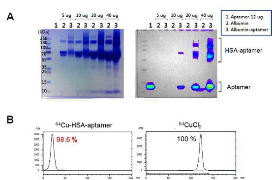 HER2 앱타머 접합 알부민 분석과 방사성동위원소 표지