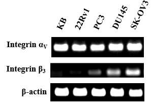 사람 종양세포주에서 인테그린 αvβ3 발현 양상의 RT-PCR 분석