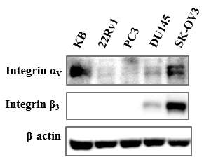 사람 종양세포주에서 인테그린 αvβ3 단백질 발현 양상