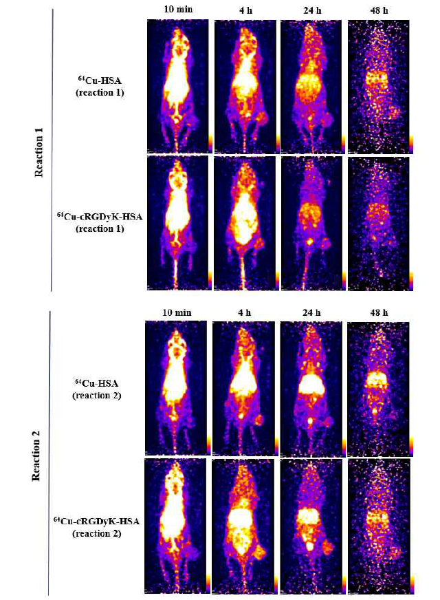 Cu-64 표지된 알부민과 cRGDyK-알부민의 마우스 모델에서의 시간별 PET 영상