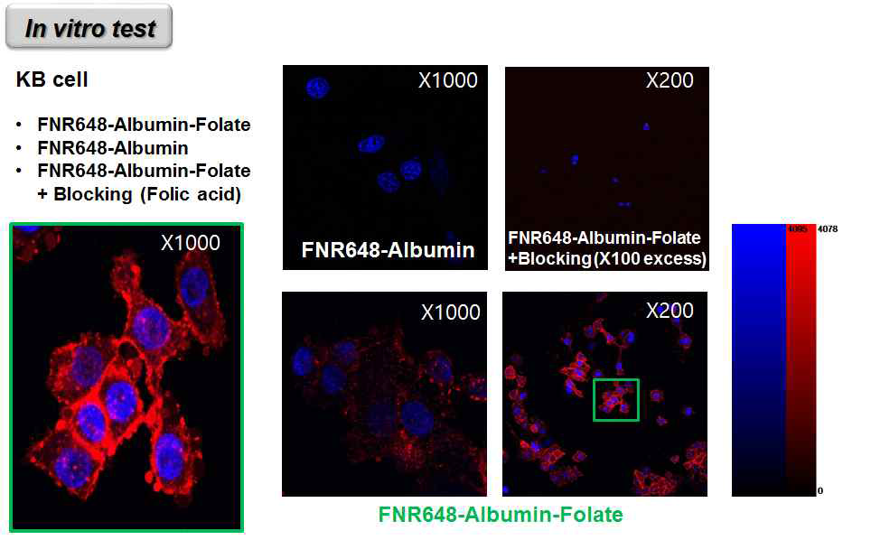 FNR648-알부민-Folate를 이용한 KB 세포주 특이적 표적영상