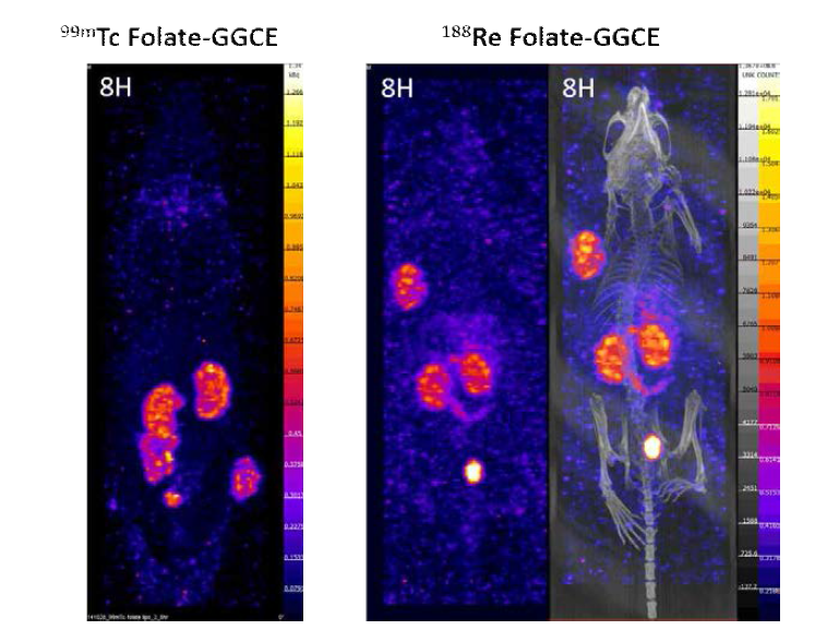엽산수용체 발현 및 미발현 종양 이식 마우스 모델에서의 Tc-99m 및 Re-188을 이용한 소분자 엽산수용체 영상