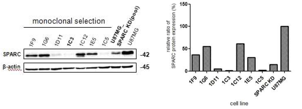 U87MG_SPARC KD 제작 및 monoclonal selection 후 SPARC 발현 western 확인