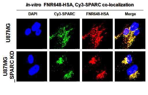 confocal imaging을 통한 FNR648-HSA와 Cy3-SPARC co-localization 확인