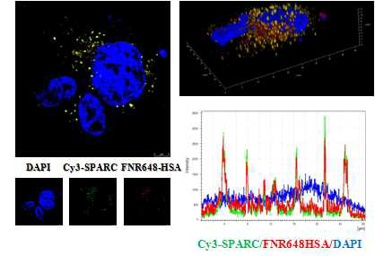 FNR648-HSA와 Cy3-SPARC co-localization FRET 분석