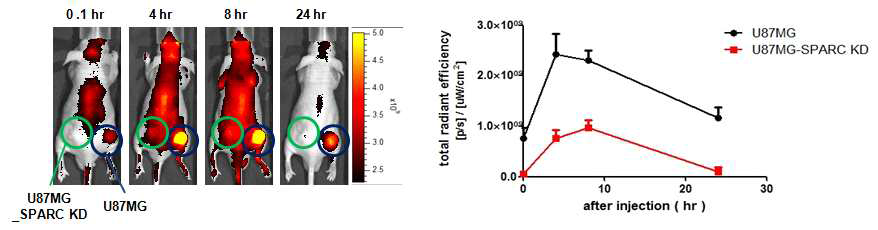 U87MG, U87MG_SPARC KD 종양모델의 FNR648-HSA 암표적 영상 비교