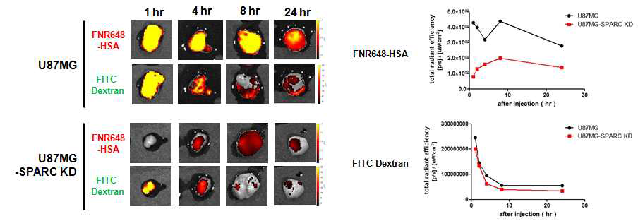 종양모델에서의 ex vivo FITC-dextran, FNR648-HSA 암표적 영상 비교