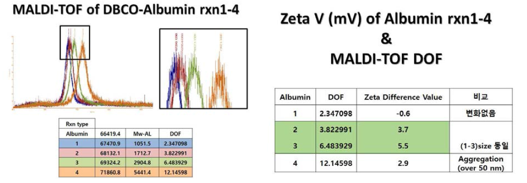 DBCO-알부민의 분자량 측정과 제타전위 측정