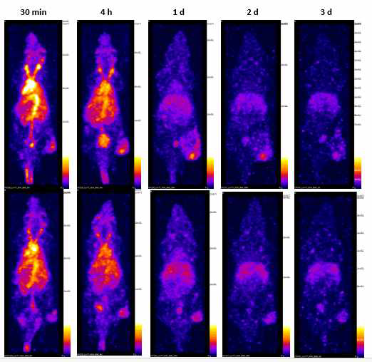 Lu-177표지 알부민의 마우스 체내 시간별 분포 확인 영상
