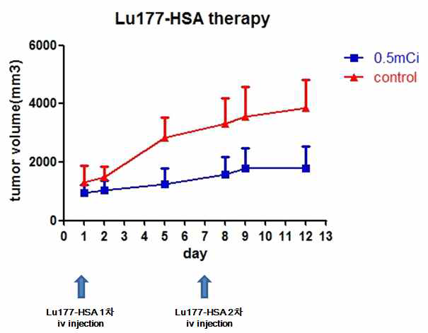 U87MG 종양모델에서의 Lu177-HSA를 이용한 종양 표적치료 효과 평가