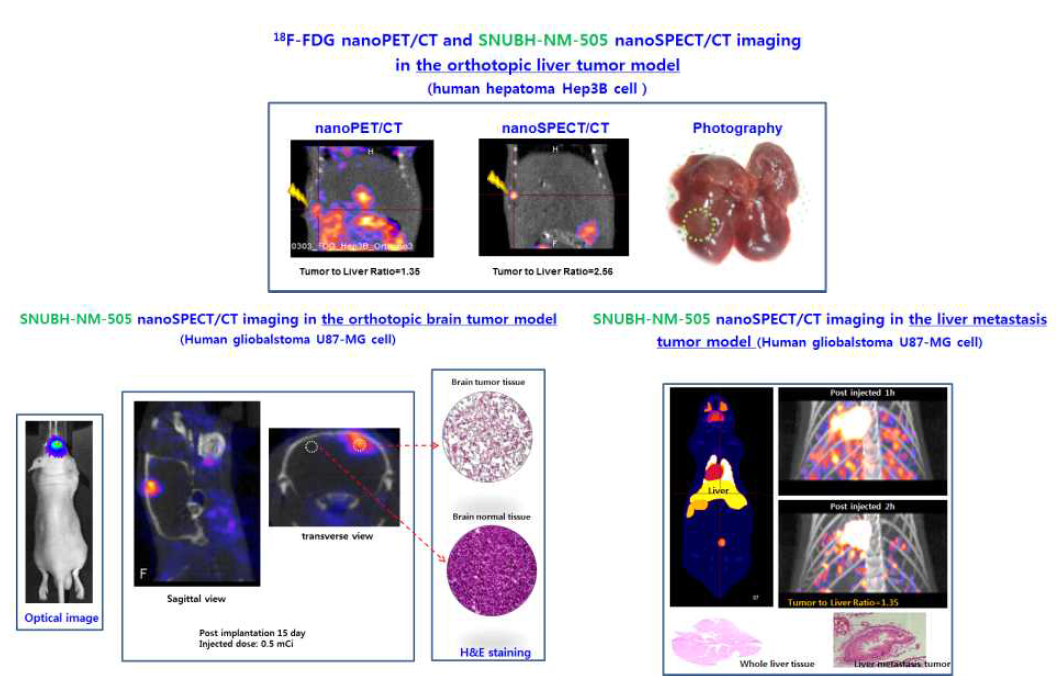 다양한 소동물 종양모델에서의 SPECT(Tc-99m-SNUBH-NM-505) 분자영상
