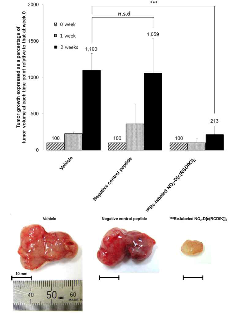 종양모델에 vehicle군과 negative control peptide, Re-188-SNUBH-NM-605 군간의 종양성장 평가 및 적출 조직비교