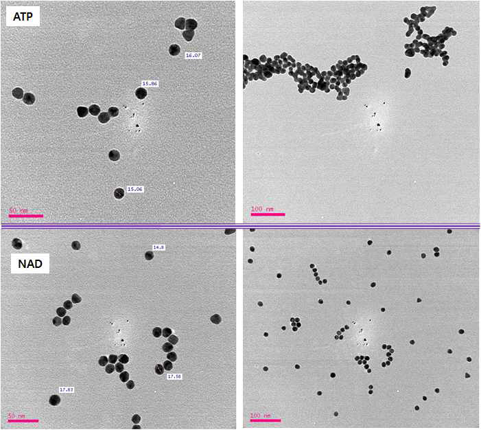 Bio-TEM 결과. 제조된 ATP 또는 NAD 코팅된 Au@NP는 Bio-TEM