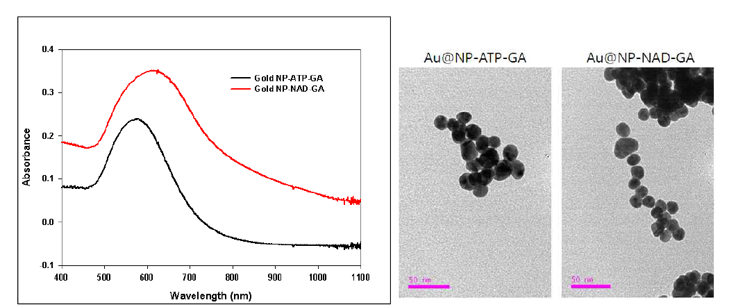 UV-VIS spectroscopy 와 Bio-TEM 결과