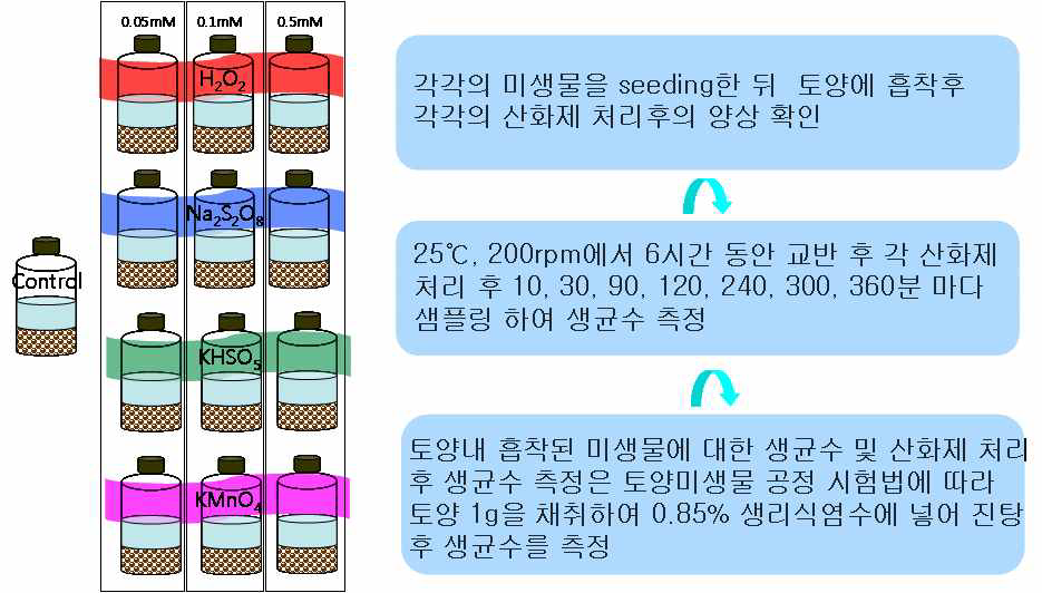 산화제를 처리한 병원성 미생물 살균실험 과정