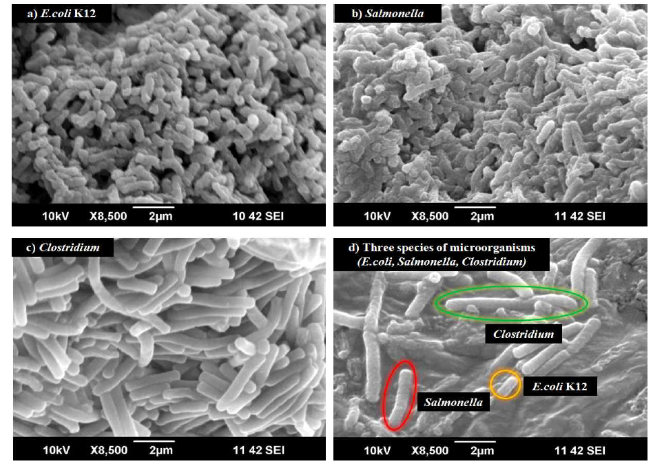 단일 미생물(a, b. c)과 3종의 혼합 병원성 미생물(d) 주사전자현미경 사진