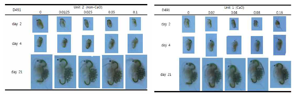 Morphological change of D. magna induced by animal carcasses leachate sampled from experimental pits