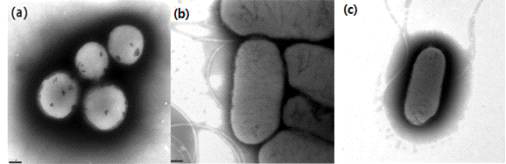 (a) S. aureus (b) E. Coli (c) B. subtilis