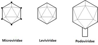 Microviridae, Leviviridae, Podoviridae의 구조