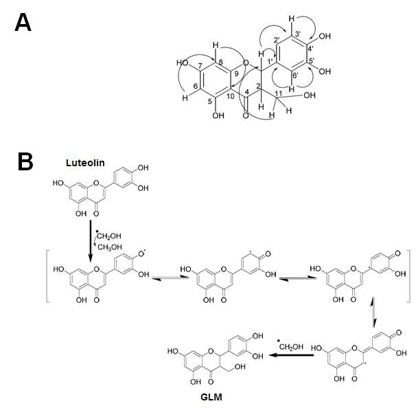 The mechanism of proton shift by gamma irradiation in luteolin methanol solution (A), and the proposed mechanism of radion produced compound GLM (B).