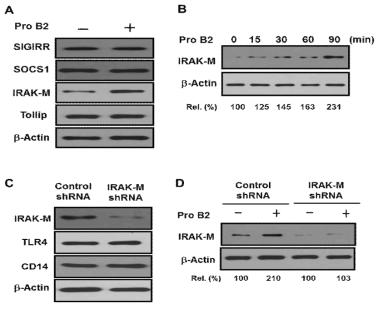 Pro B2 upregulates IRAK-M protein expression. RAW264.7 cells were treated with 100 μg/mL Pro B2 for 1 h.