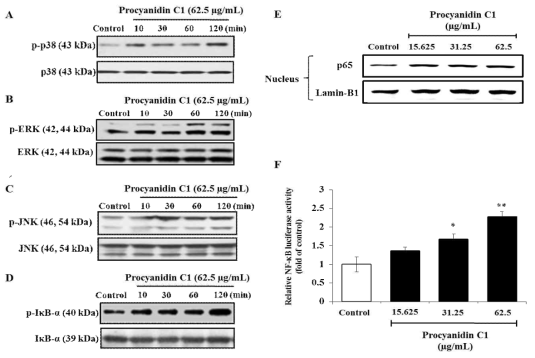 The effect of procyanidin C1 (62.5 μg/mL) on MAPKs and NF-κB pathway in macrophage cells