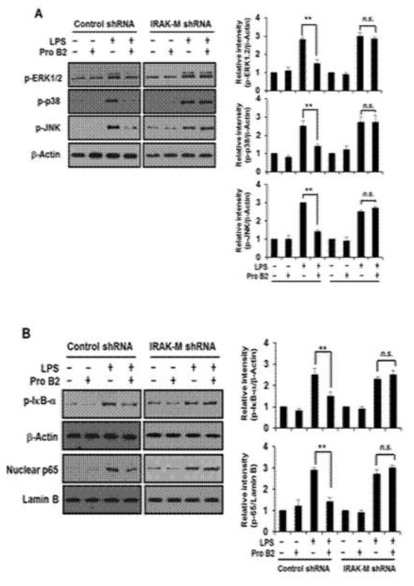 B2 inhibits LPS-induced activation of MAPK and NF-κB signaling pathways through IRAK-M
