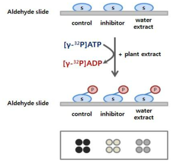 Scheme of kinase inhibition assay on a biochip