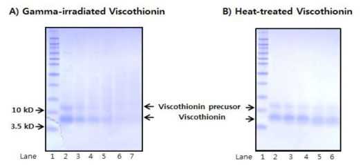 Effect of A) gamma-iiadiation and B) heat treatment on the migrating pattern of Mistletoe Viscothionin using SDS-PAGE.