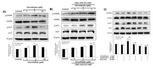 Effect of Misteletoe Viscothionin on phosphorylation of AMPK and ACC in HepG2 cells.